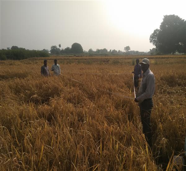 Peddapalli District - Peddapalle Division                                                                                                                                                                                                                  - Crop Cutting Expts.,                                                                                                                                   - Attended PMFBY Paddy harvesting supervision at Kothur Village of Dharmaram Mandal                                                                                                                                                                               - dt.29/11/2019          